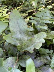Diplazium donianum
