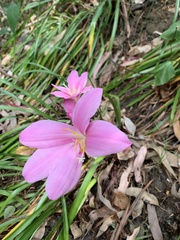 Zephyranthes carinata