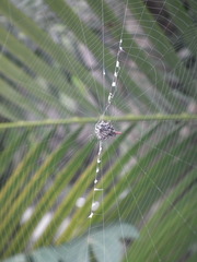Gasteracantha diadesmia