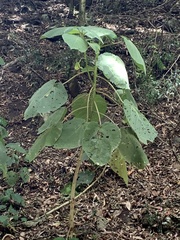Dendrocnide excelsa