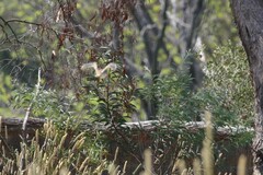 Gallinago hardwickii