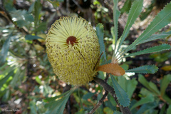 Banksia ornata