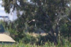 Gallinago hardwickii