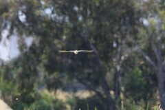 Gallinago hardwickii