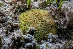 Plesiastrea versipora