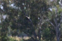 Gallinago hardwickii