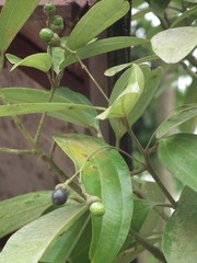 Cinnamomum burmanni