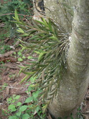 Dendrobium spatella