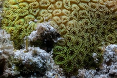 Plesiastrea versipora