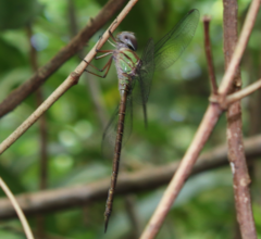 Triacanthagyna caribbea