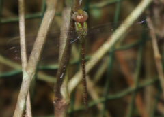 Triacanthagyna caribbea