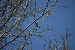 Pericrocotus flammeus