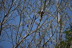 Pericrocotus flammeus