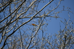 Pericrocotus flammeus