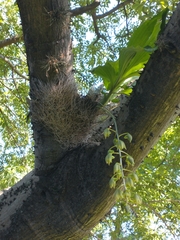 Catasetum fimbriatum
