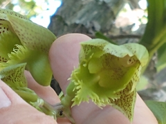 Catasetum fimbriatum