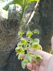 Catasetum fimbriatum