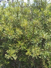 Morella quercifolia
