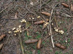 Cudonia circinans