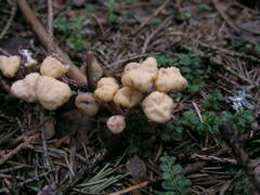 Cudonia circinans