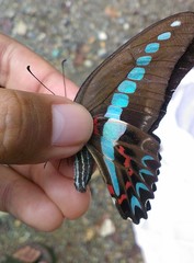 Graphium milon