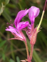 Pelargonium multicaule multicaule