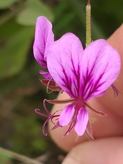 Pelargonium multicaule multicaule