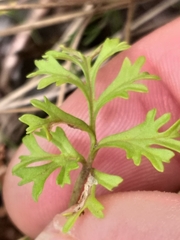 Pelargonium multicaule multicaule