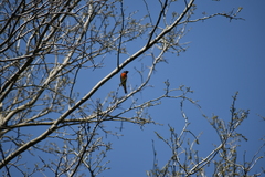 Pericrocotus flammeus