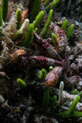 Coscinasterias calamaria