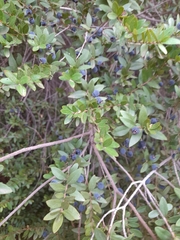 Myrtus communis