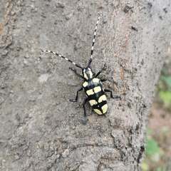 Anoplophora horsfieldii