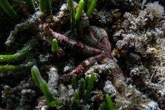 Coscinasterias calamaria