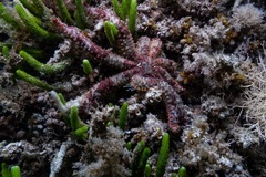 Coscinasterias calamaria