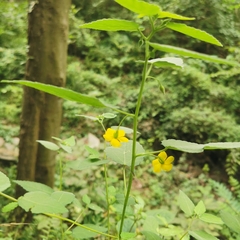 Corchoropsis crenata