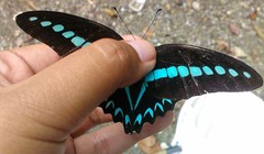 Graphium milon