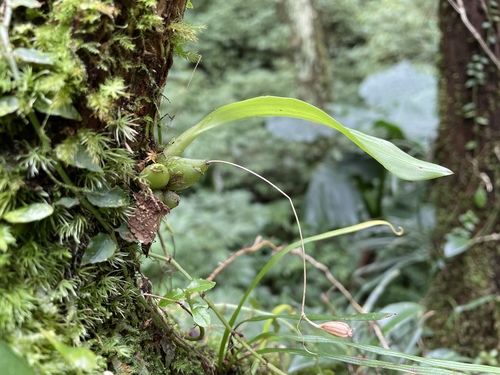 Liparis bootanensis iNat (2)
