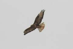 Buteo rufinus