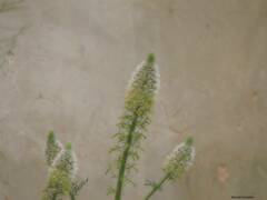 Reseda alba