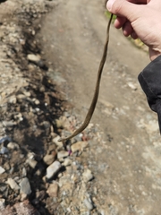 Fowlea flavipunctata