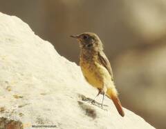 Phoenicurus moussieri