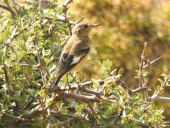 Phoenicurus moussieri