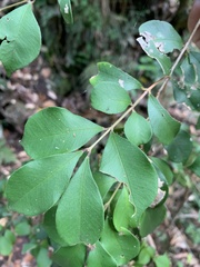 Backhousia myrtifolia