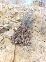 Quaqua mammillaris