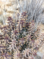 Quaqua mammillaris