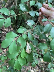 Backhousia myrtifolia