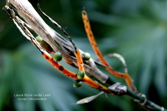 Chamaedorea seifrizii