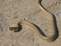 Fowlea flavipunctata