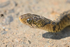 Fowlea flavipunctata