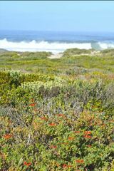 Pelargonium fulgidum